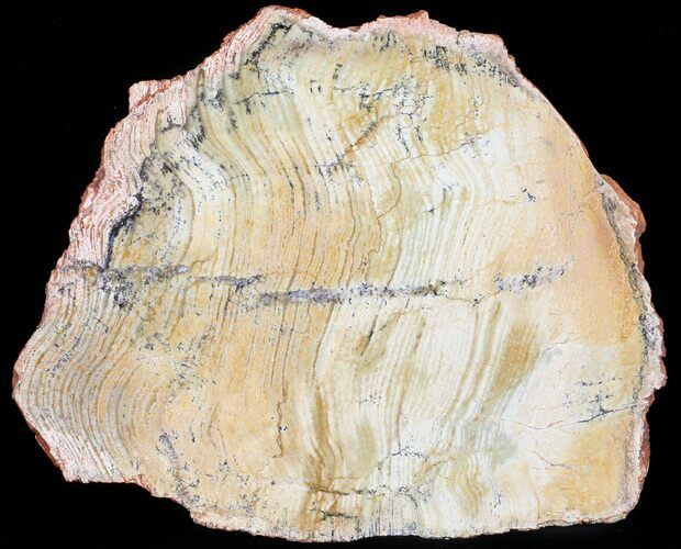 Strelley Pool Stromatolite Slice - Billion Years Old #50742